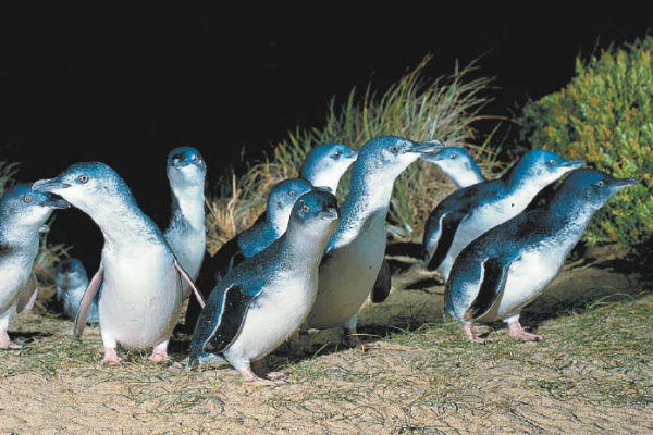 penguin tour bruny island
