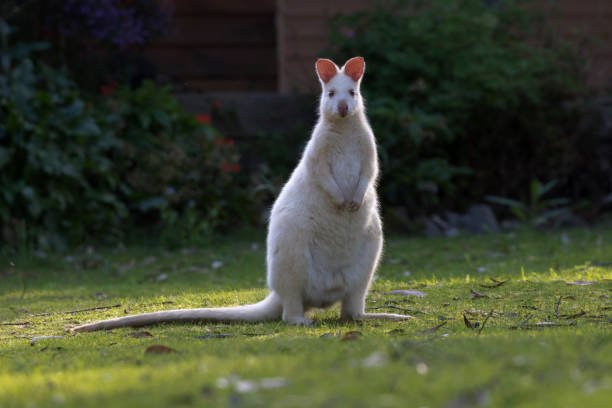 Albino Bennet Wallaby